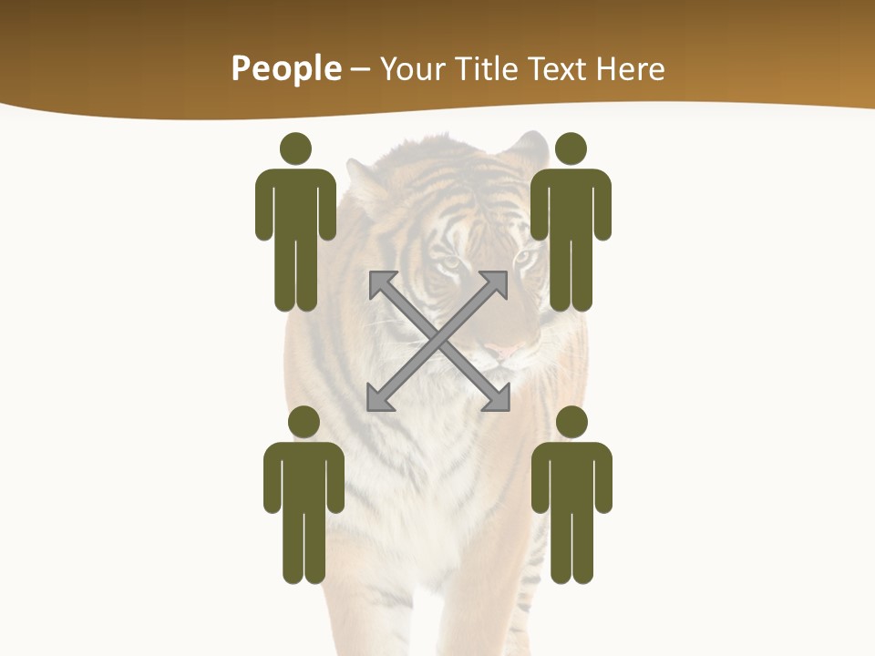 Cat Studio Undomesticated PowerPoint Template