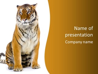 Stripes Fur Face PowerPoint Template