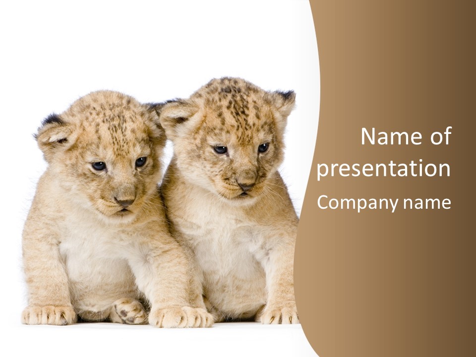 Whisker Animal Wild PowerPoint Template