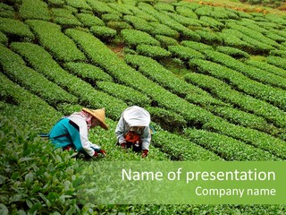 Nature Pluck China PowerPoint Template