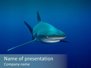 Blue Ocean Shark PowerPoint Template