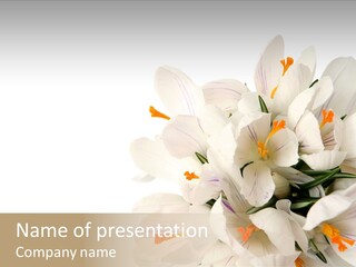 Beauty Crocus Botanical PowerPoint Template