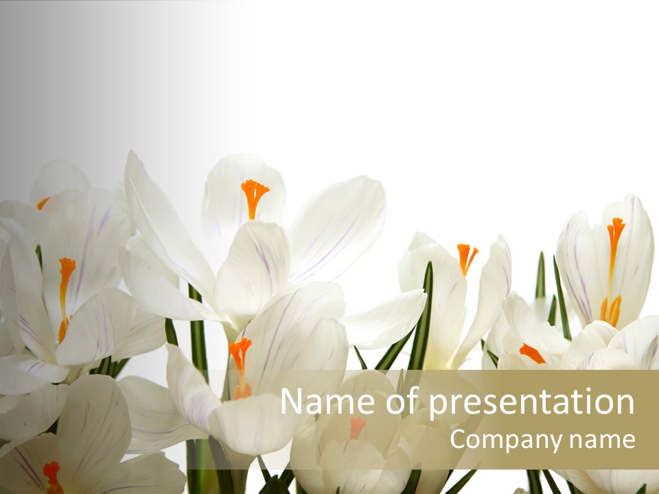 Spring Botanical Springtime PowerPoint Template