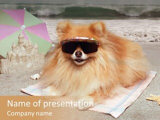 Summer Pomeranian Dog PowerPoint Template