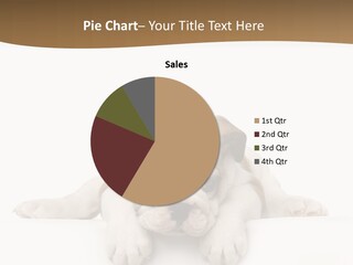 Friend Domestic Animals Breed PowerPoint Template