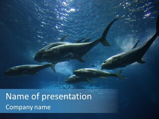 Space Photograph Animals PowerPoint Template