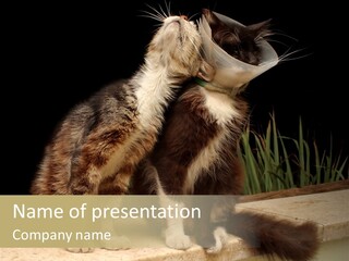 Cuddly Domestic Sick PowerPoint Template