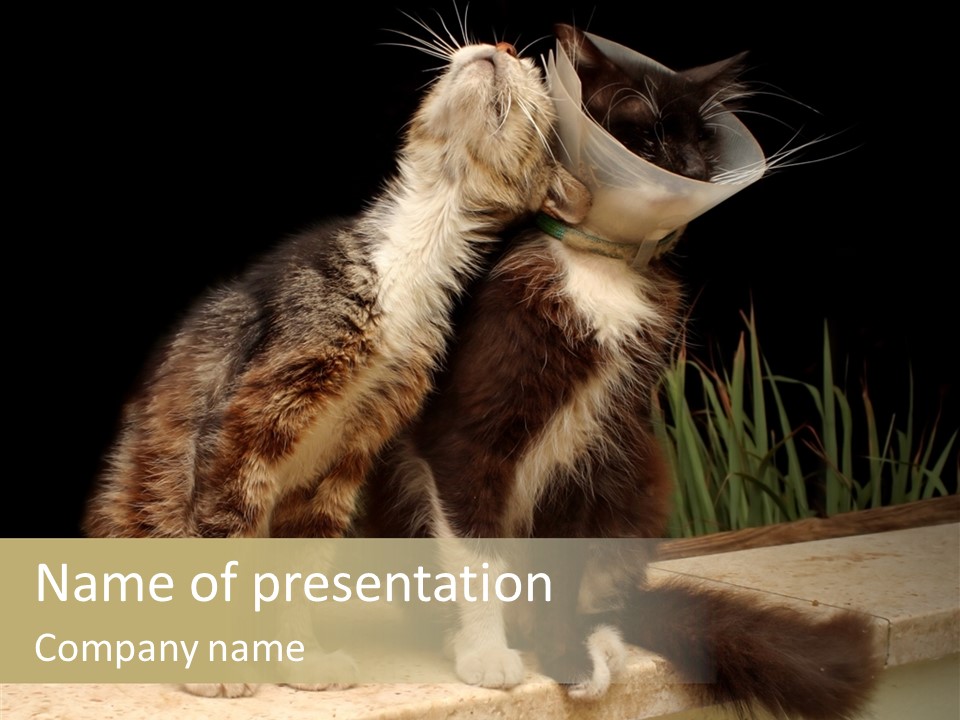 Cuddly Domestic Sick PowerPoint Template