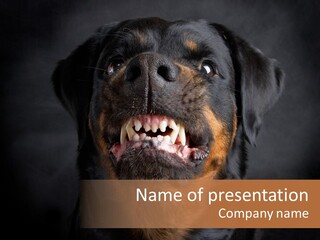 Pet Ear Aggressive PowerPoint Template