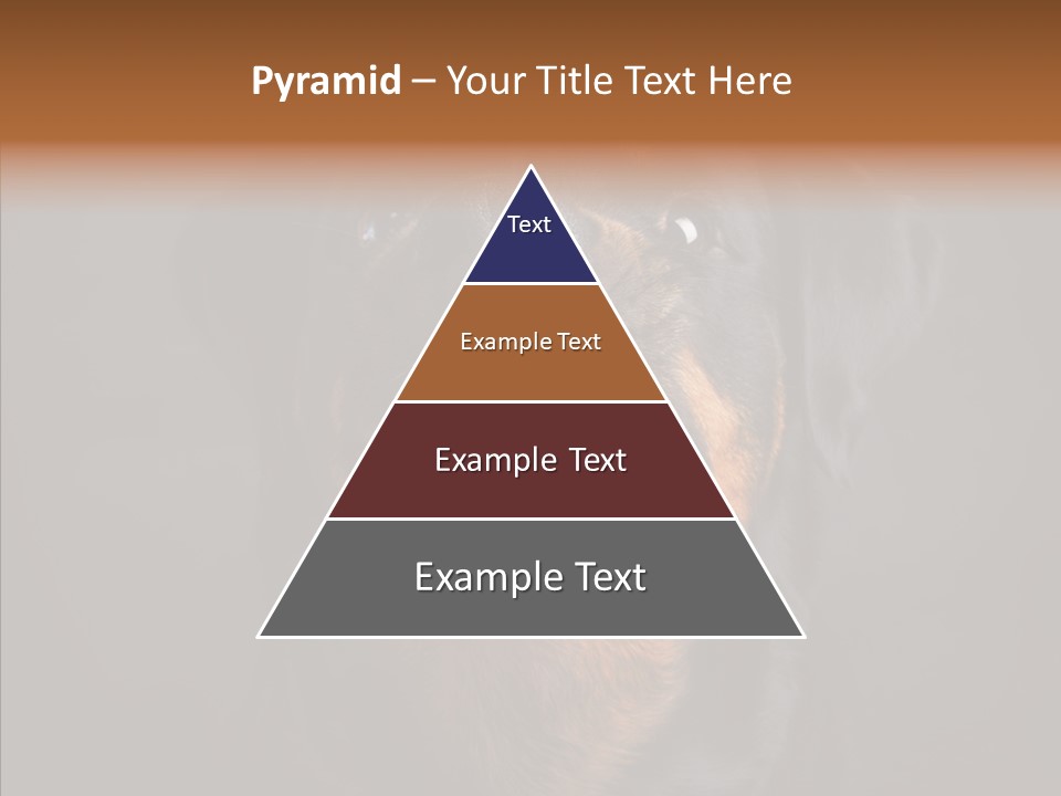 Pet Ear Aggressive PowerPoint Template