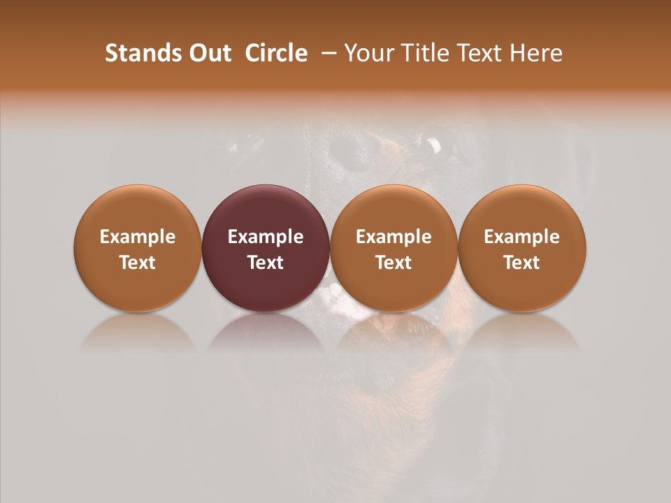 Pet Ear Aggressive PowerPoint Template