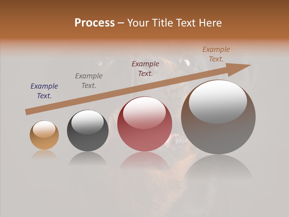 Pet Ear Aggressive PowerPoint Template