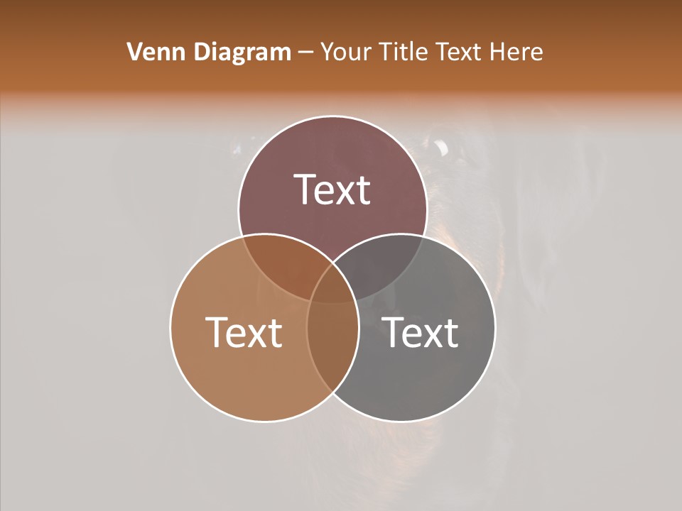 Pet Ear Aggressive PowerPoint Template