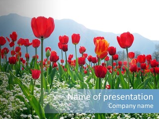 Feeling Garden Tulips PowerPoint Template