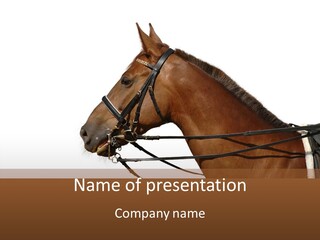 Animal Dressing Golden PowerPoint Template