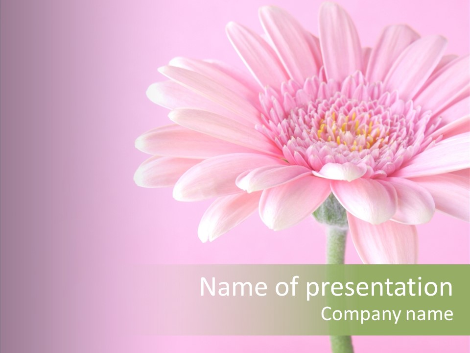 Flower Petals Isolated PowerPoint Template
