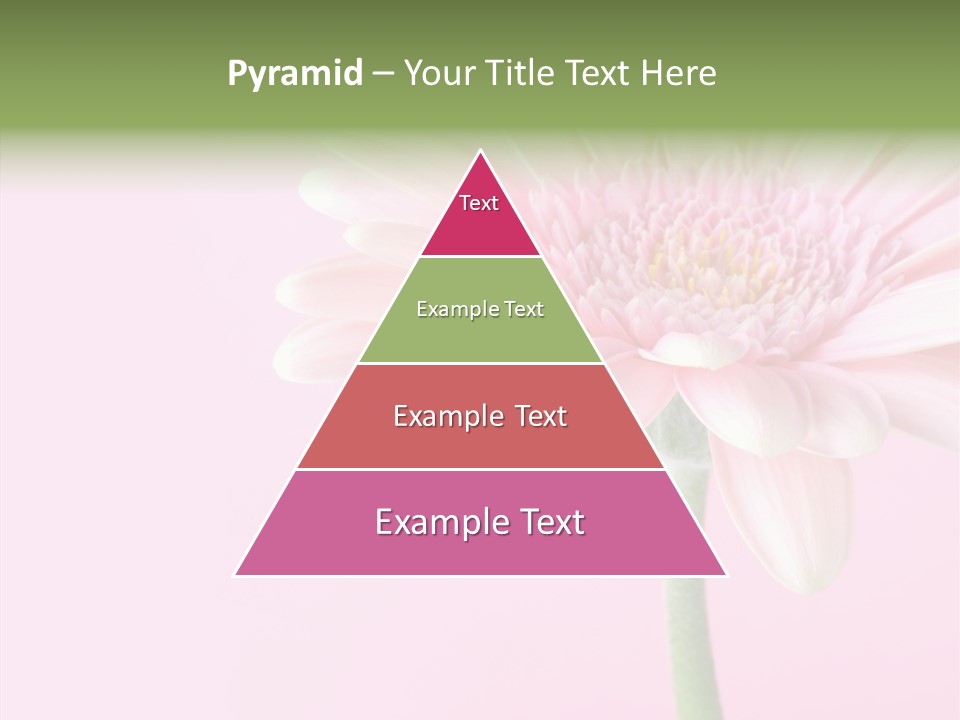 Flower Petals Isolated PowerPoint Template