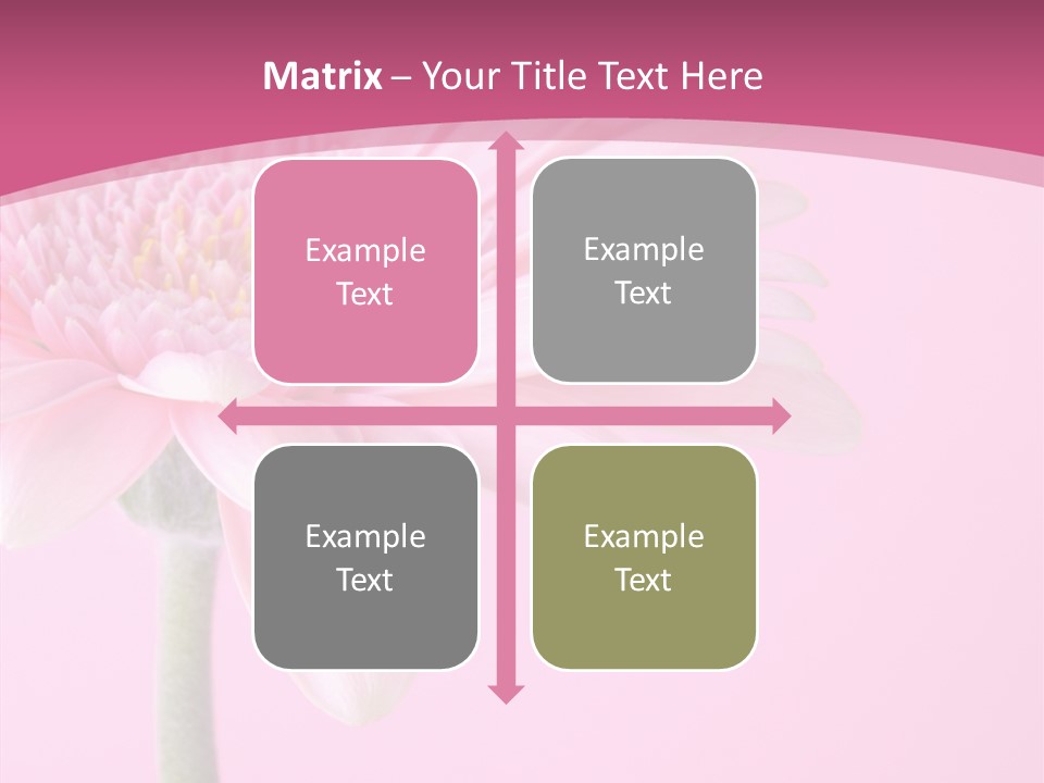 Blossom Circle Gerbera PowerPoint Template