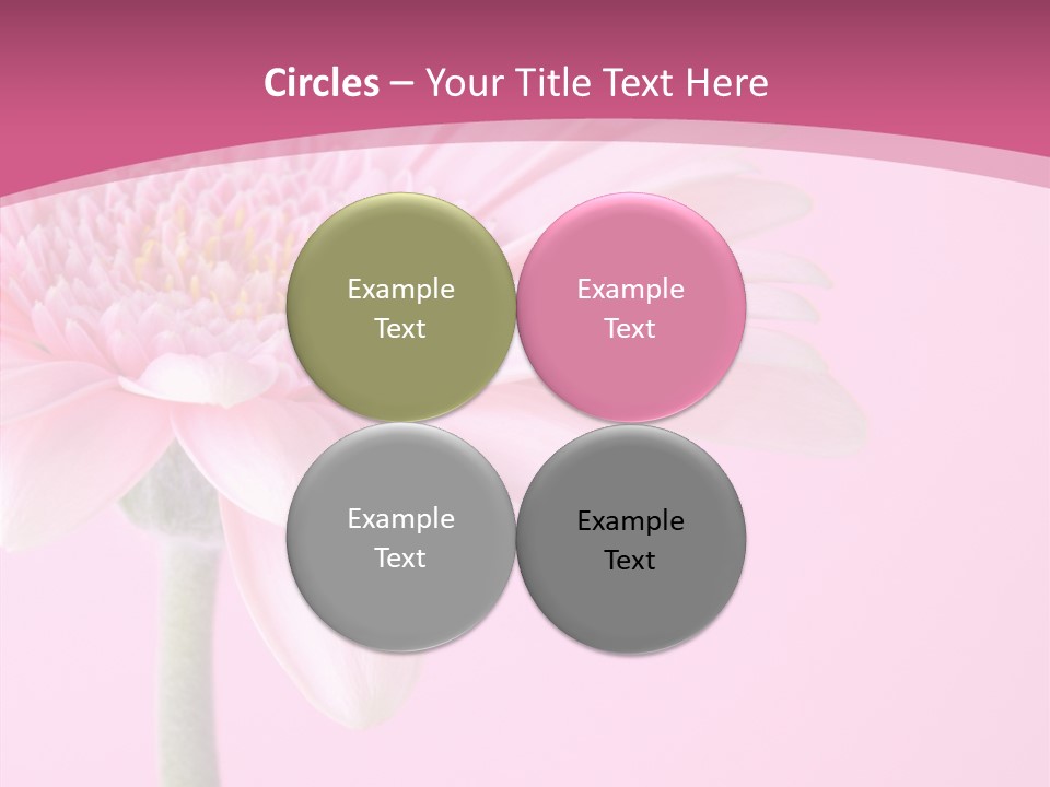Blossom Circle Gerbera PowerPoint Template