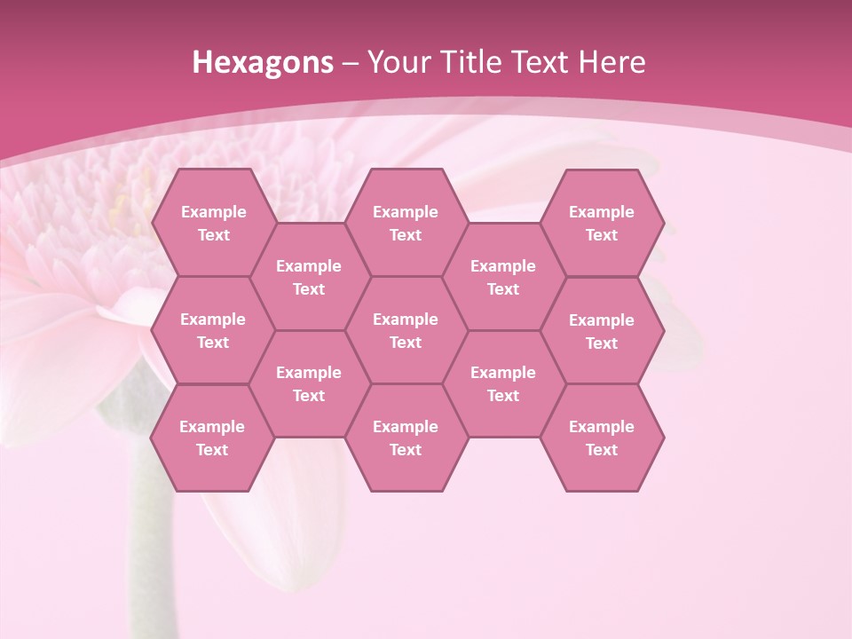 Blossom Circle Gerbera PowerPoint Template