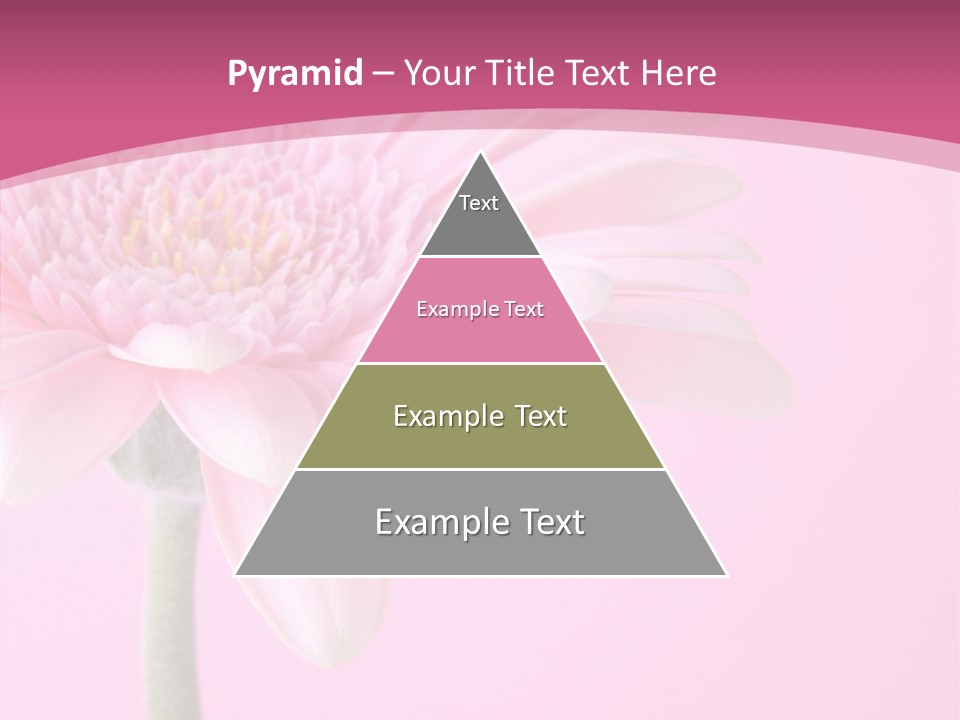 Blossom Circle Gerbera PowerPoint Template