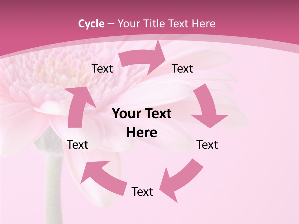 Blossom Circle Gerbera PowerPoint Template