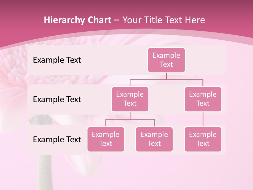 Blossom Circle Gerbera PowerPoint Template