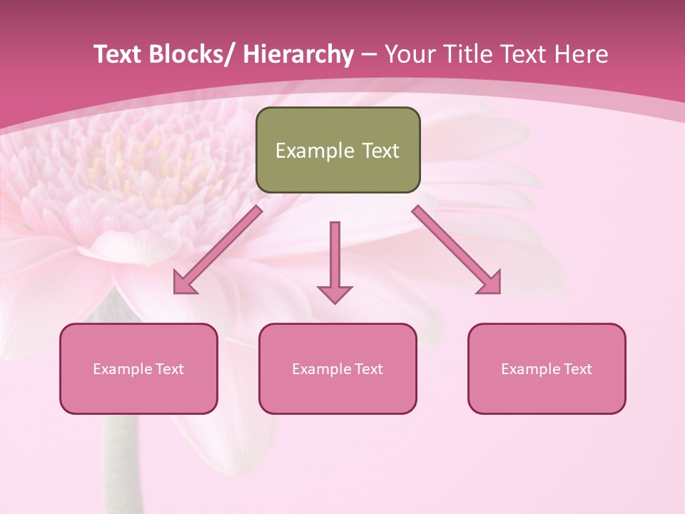 Blossom Circle Gerbera PowerPoint Template