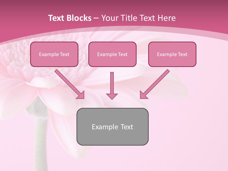 Blossom Circle Gerbera PowerPoint Template