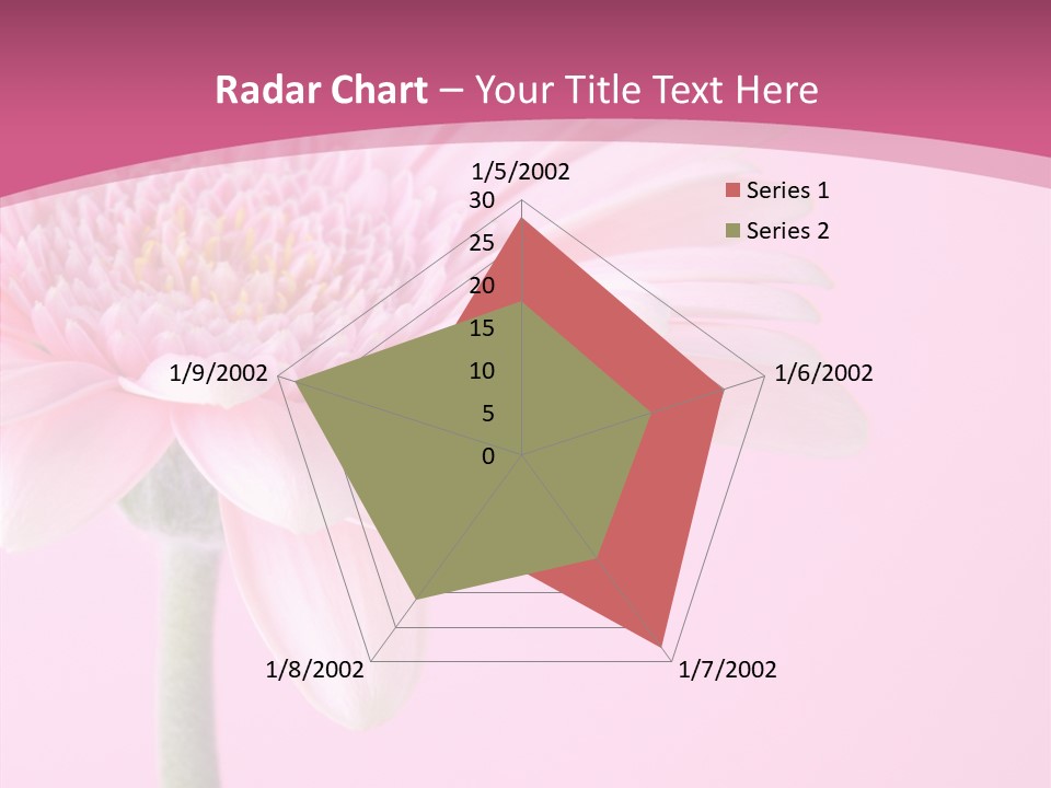 Blossom Circle Gerbera PowerPoint Template