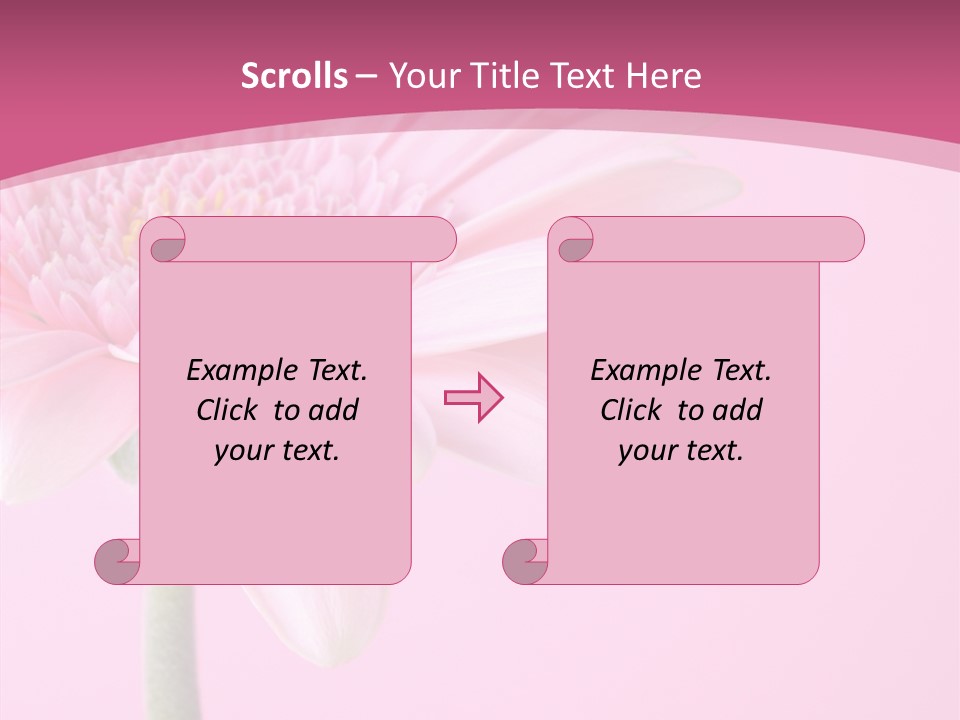 Blossom Circle Gerbera PowerPoint Template