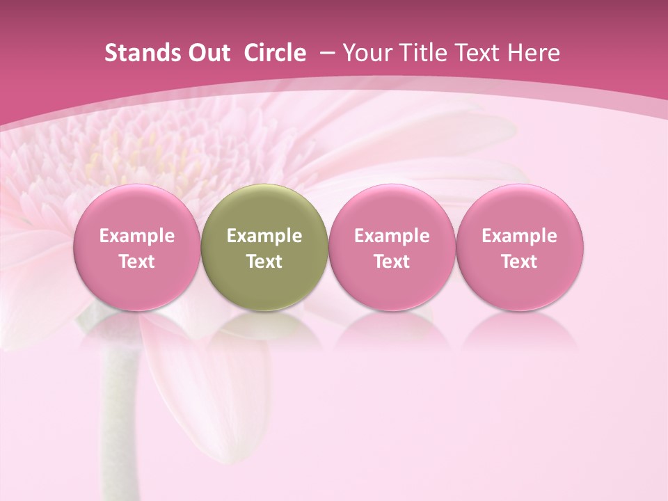 Blossom Circle Gerbera PowerPoint Template