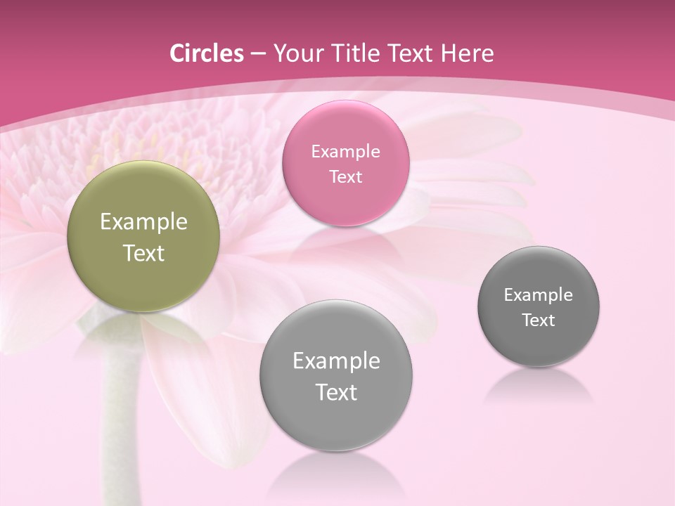 Blossom Circle Gerbera PowerPoint Template