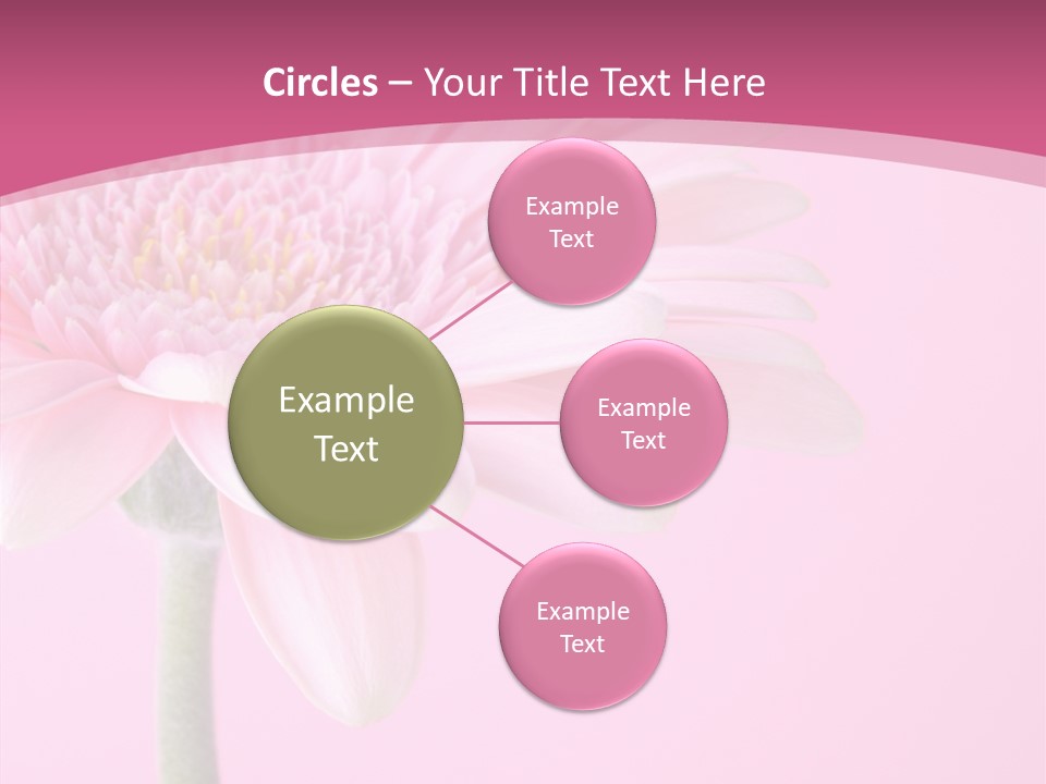 Blossom Circle Gerbera PowerPoint Template