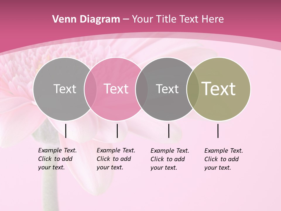 Blossom Circle Gerbera PowerPoint Template