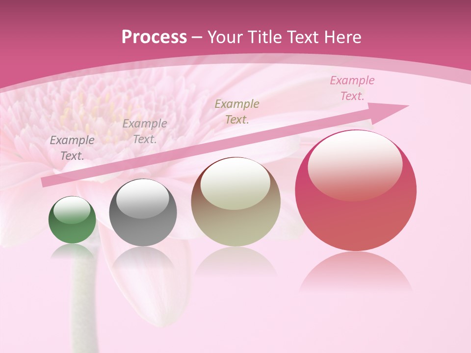 Blossom Circle Gerbera PowerPoint Template