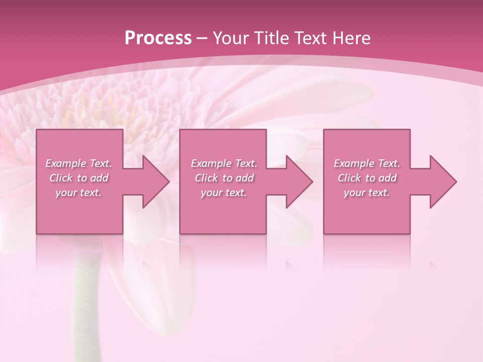 Blossom Circle Gerbera PowerPoint Template