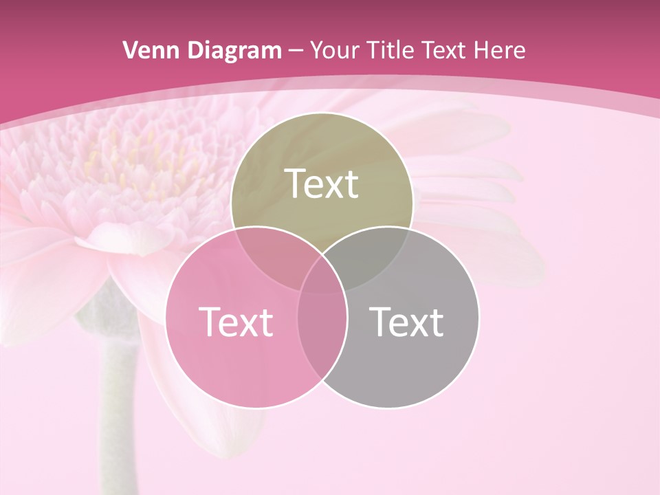 Blossom Circle Gerbera PowerPoint Template