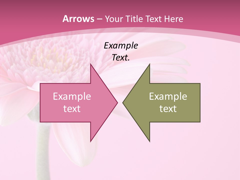 Blossom Circle Gerbera PowerPoint Template