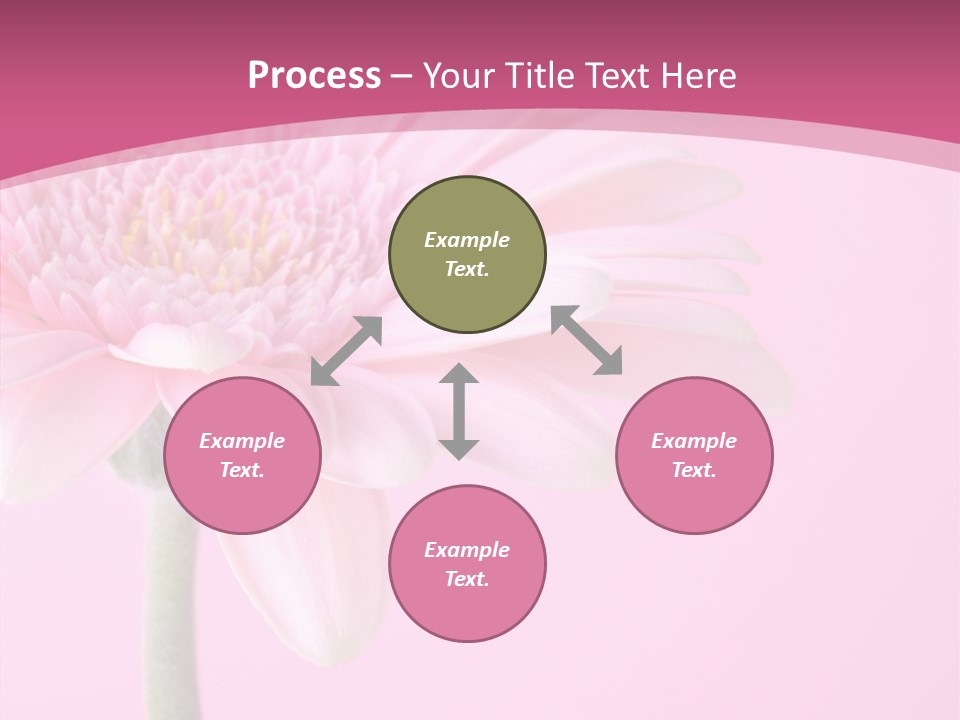 Blossom Circle Gerbera PowerPoint Template