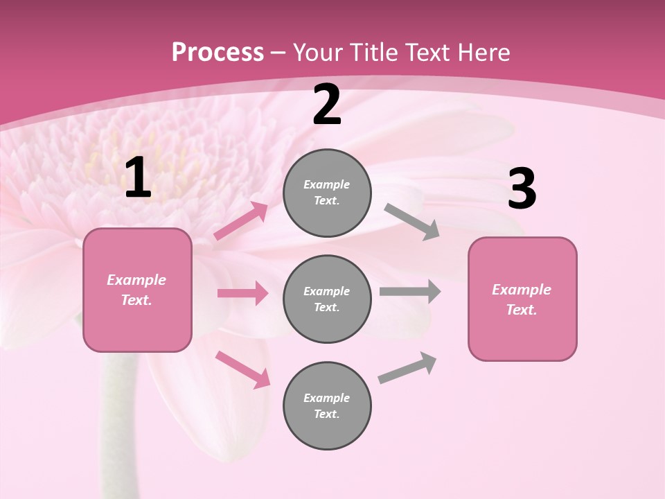 Blossom Circle Gerbera PowerPoint Template