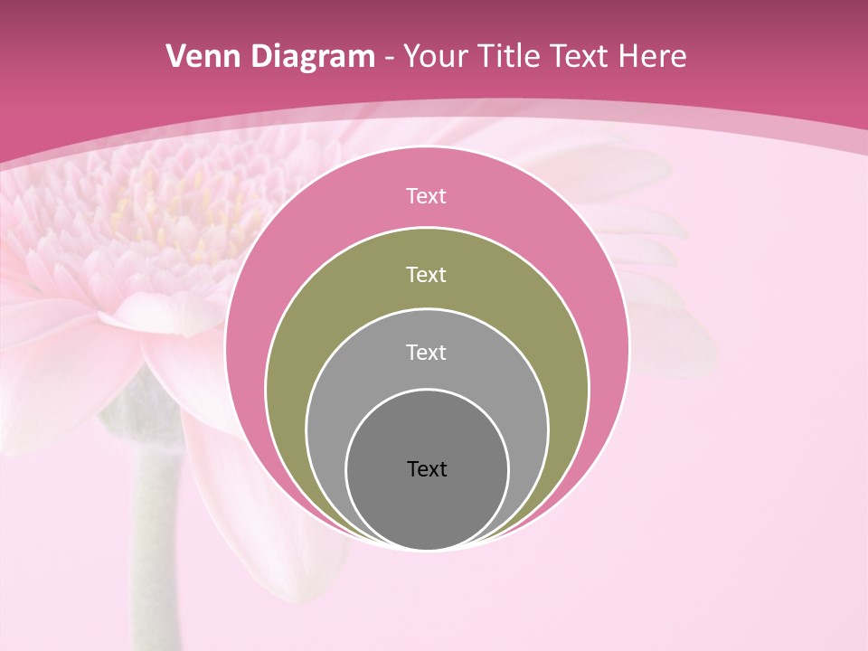 Blossom Circle Gerbera PowerPoint Template