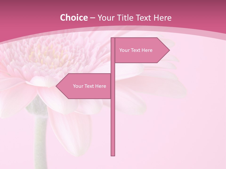 Blossom Circle Gerbera PowerPoint Template