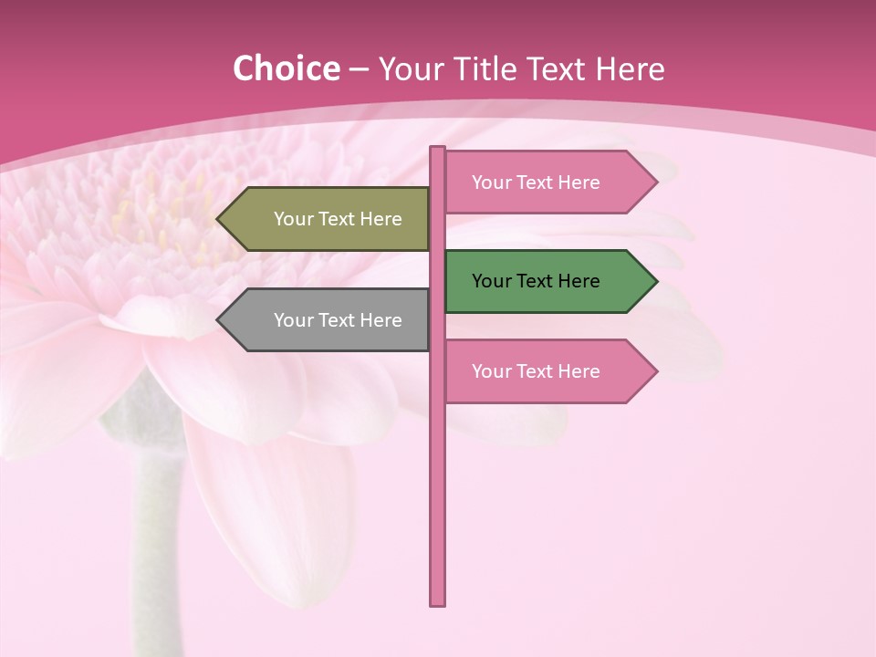 Blossom Circle Gerbera PowerPoint Template