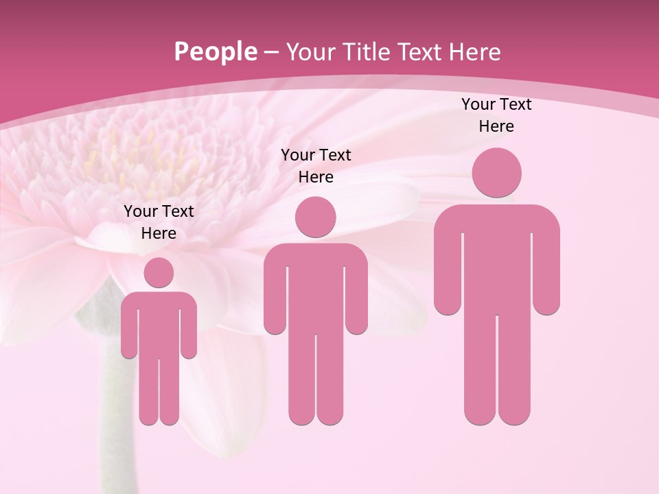 Blossom Circle Gerbera PowerPoint Template