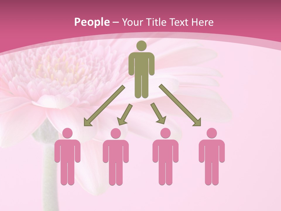 Blossom Circle Gerbera PowerPoint Template