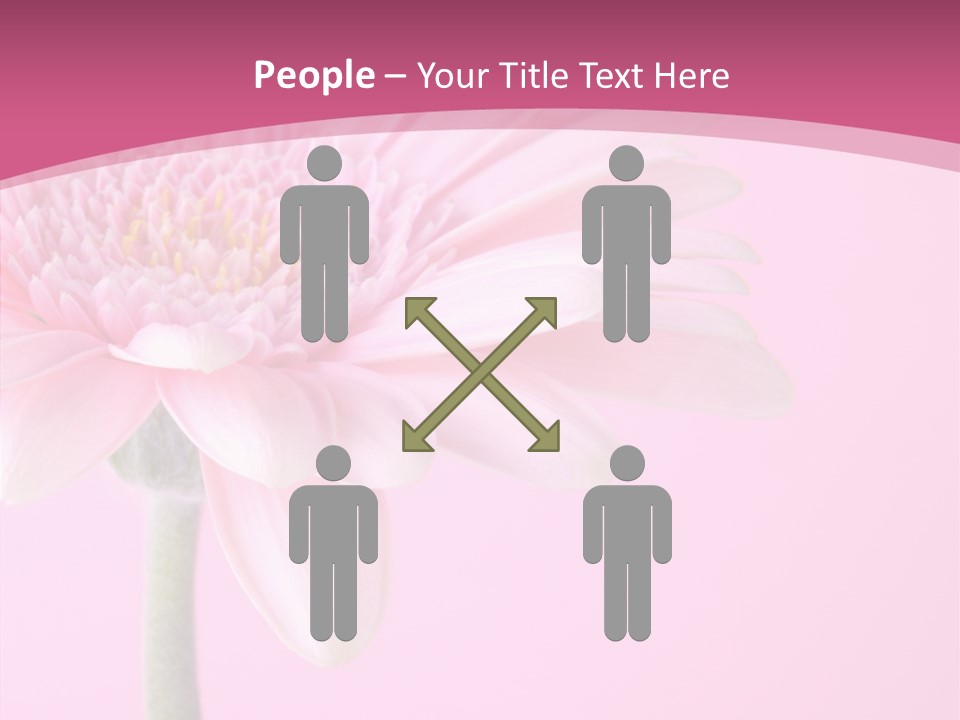 Blossom Circle Gerbera PowerPoint Template
