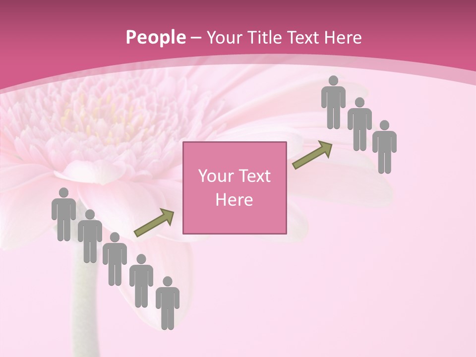 Blossom Circle Gerbera PowerPoint Template
