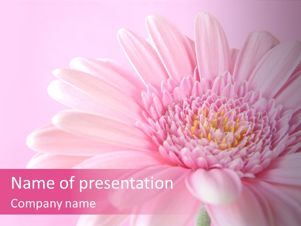 Bloom Gerbera Pink PowerPoint Template
