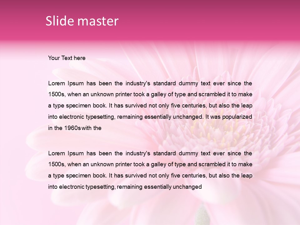 Bloom Gerbera Pink PowerPoint Template